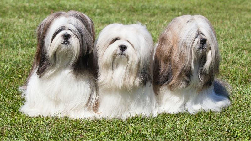 Lhasa Apso