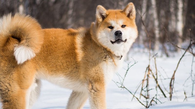Akita