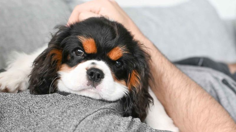 Emotional Support Animals