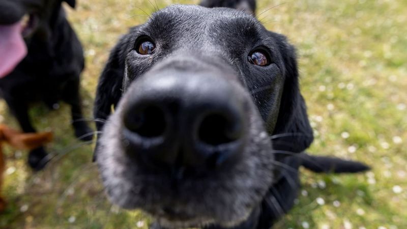Secret 10: The Surprise of Scent Training