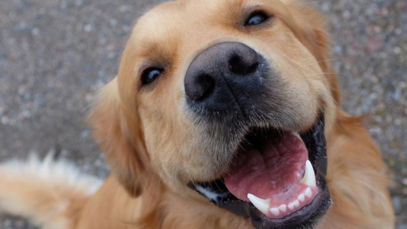 Greeting You with a Smile
