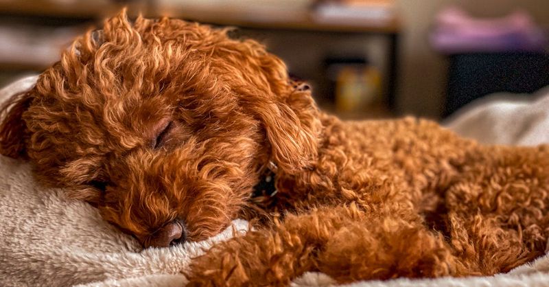 Peaceful Resting
