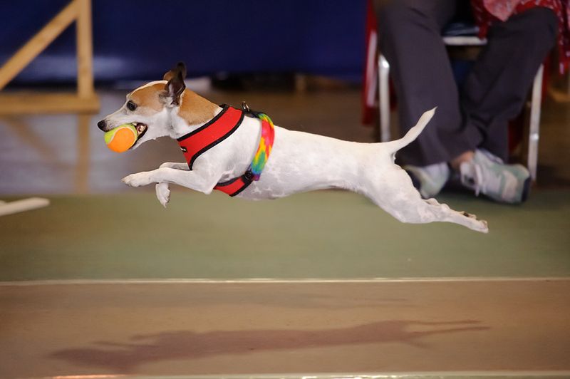 Dog Sports Competitions