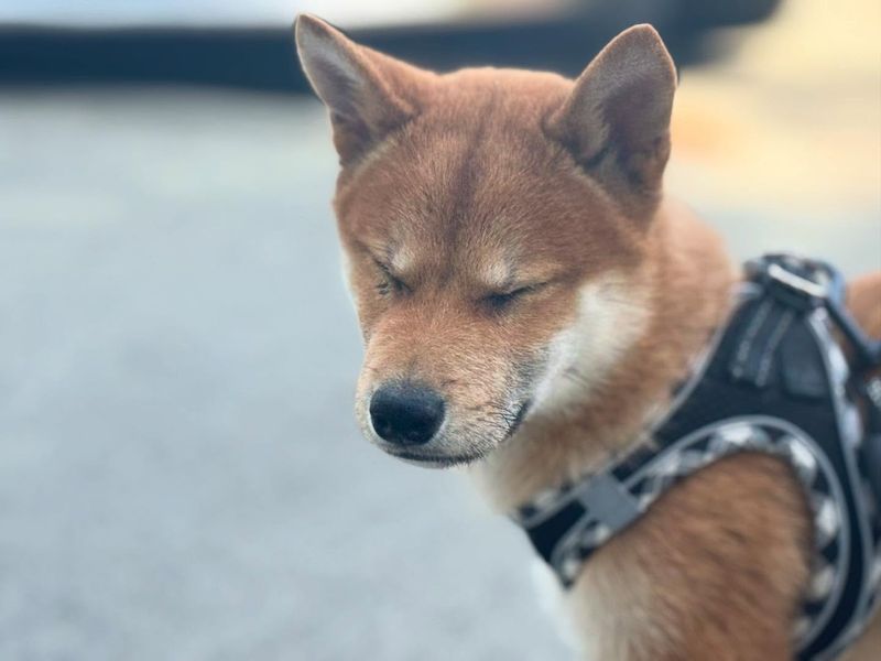 Shiba Inu