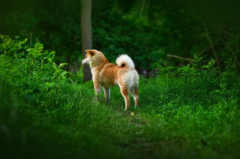 Shiba Inu