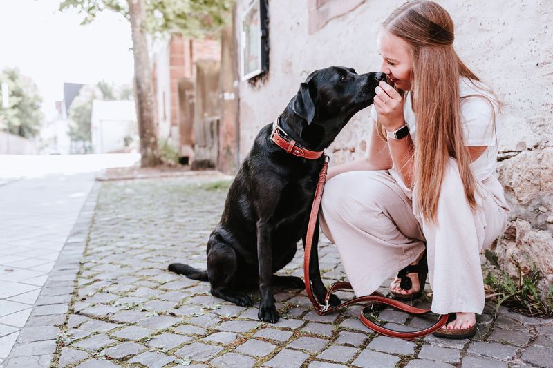 Labrador Retriever