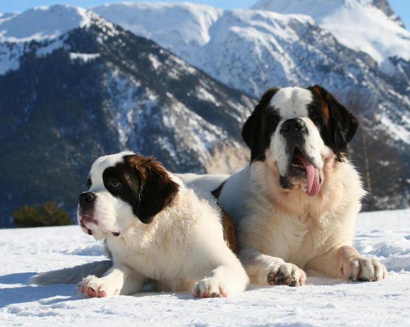 Saint Bernard