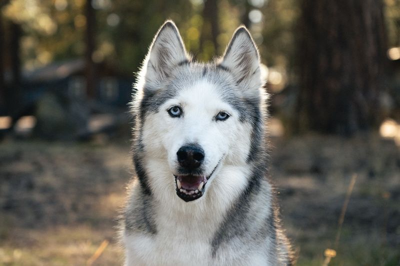 Siberian Husky