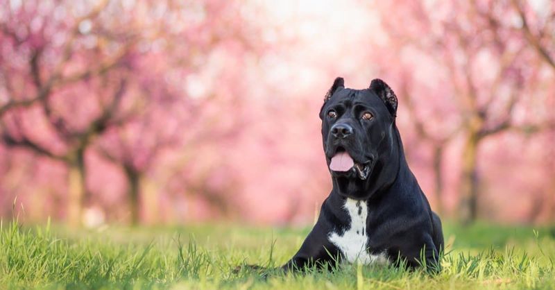 Cane Corso
