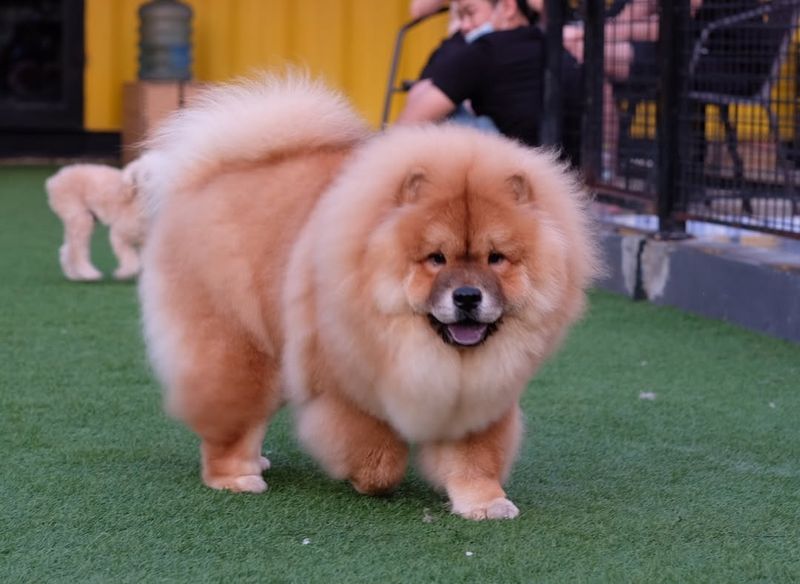 Chow Chow