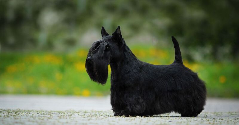 Scottish Terrier