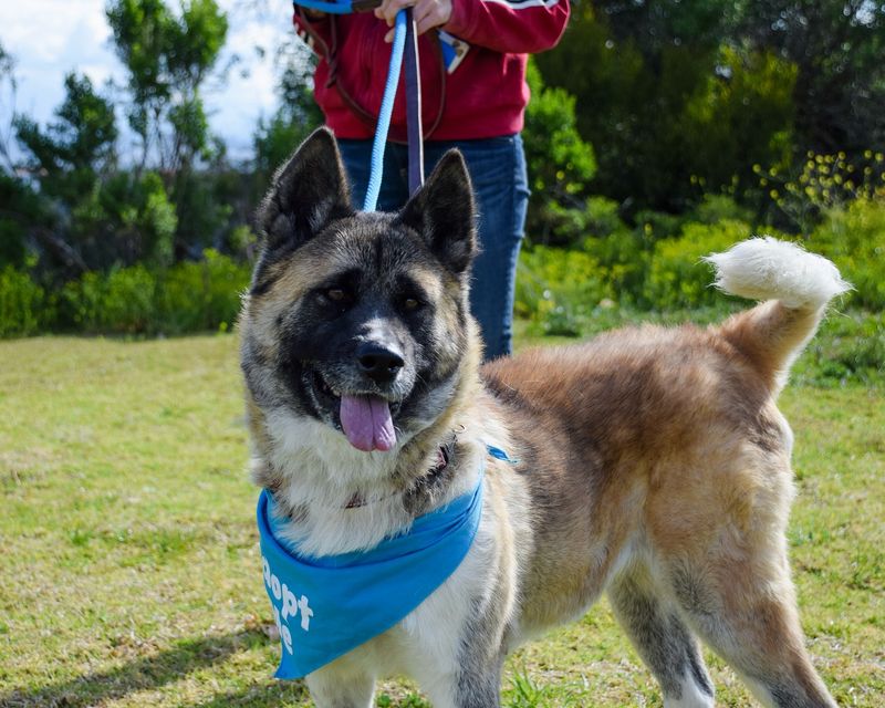 Akita