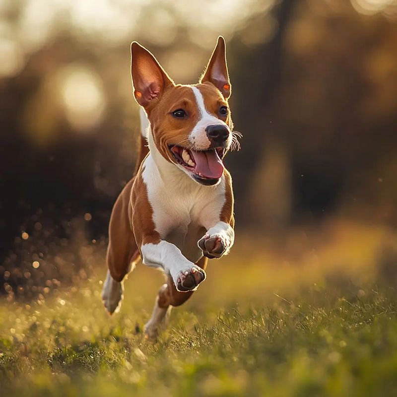 Basenji