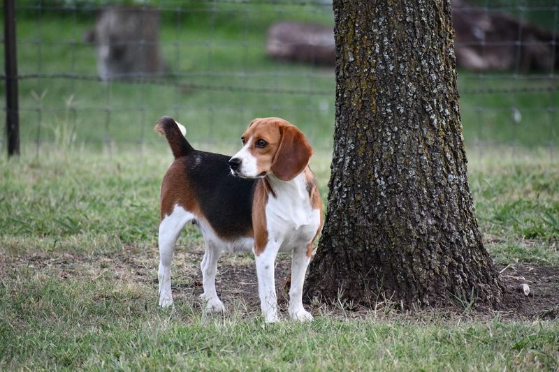 Beagle