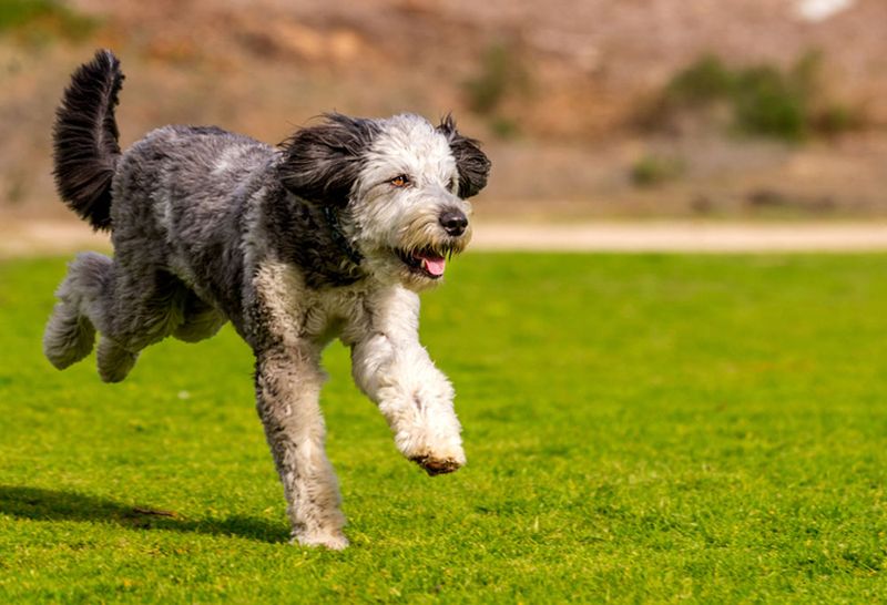 Aussiedoodle