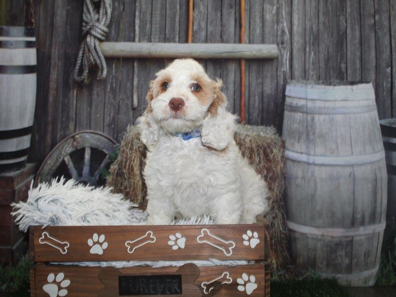 Schnoodle