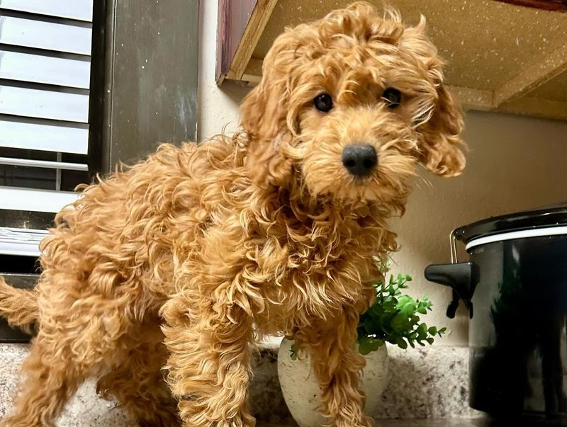 Cockapoo