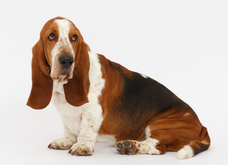 Basset Hound