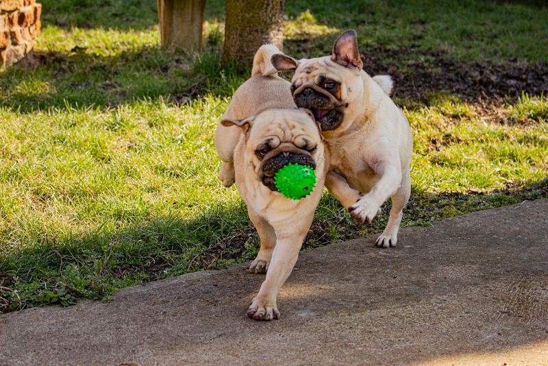 Pug: Cheerful Musketeers