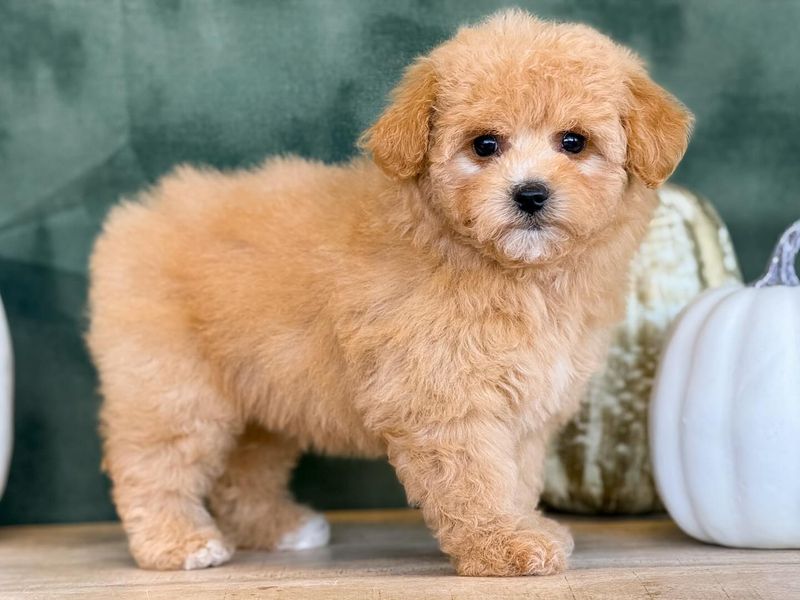 Maltipoo