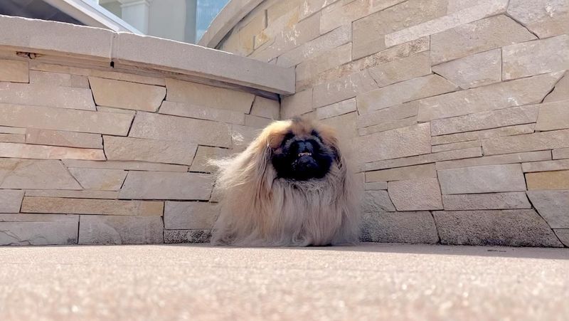 Pekingese