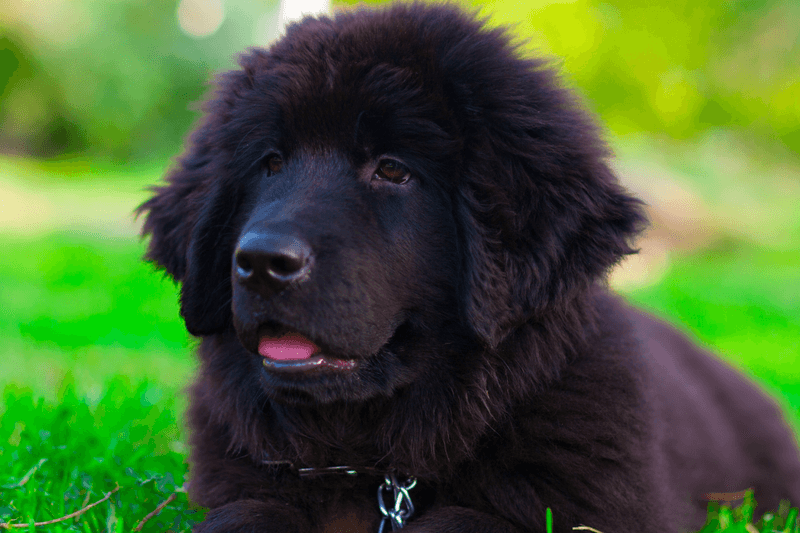 Newfoundland