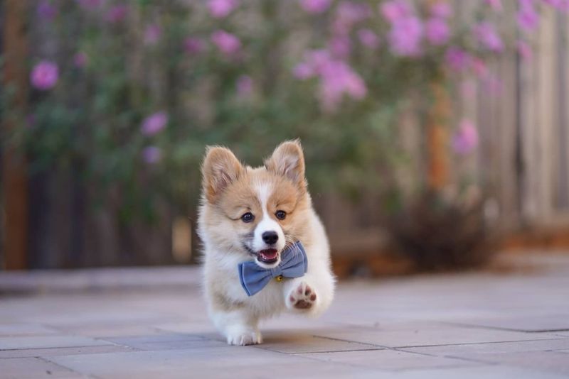 Pembroke Welsh Corgi