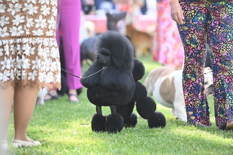 Poodle