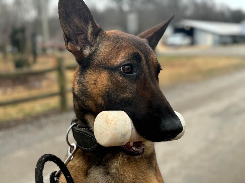 Belgian Malinois
