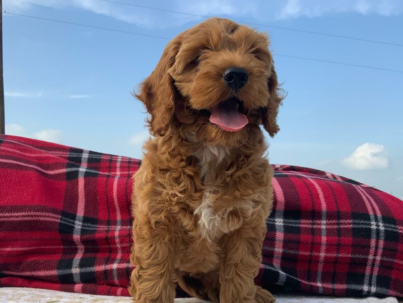 Cockapoo