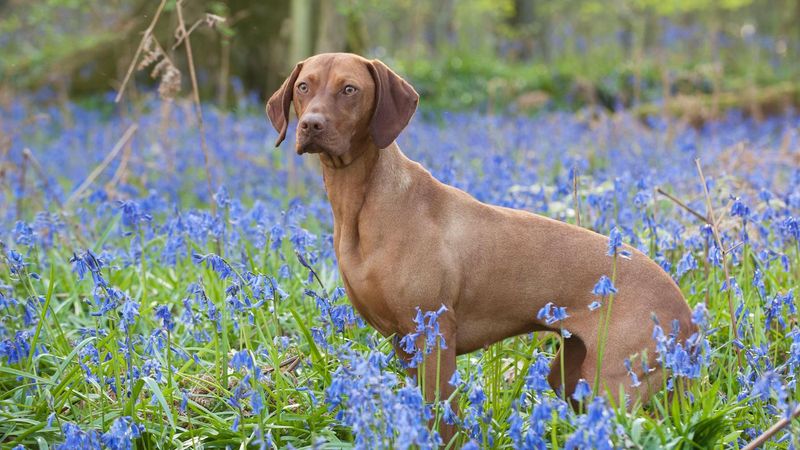 Vizsla