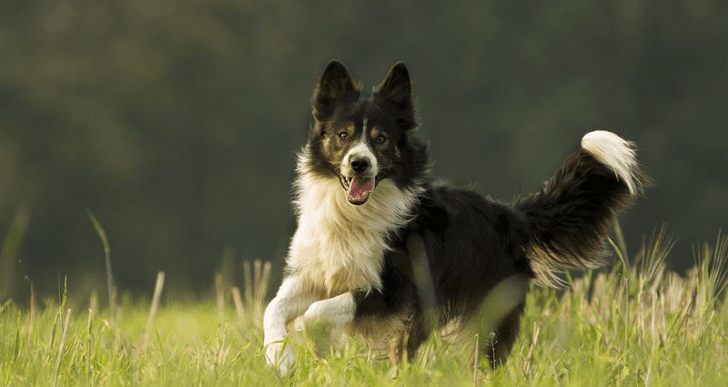 Border Collie