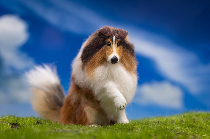 Collie