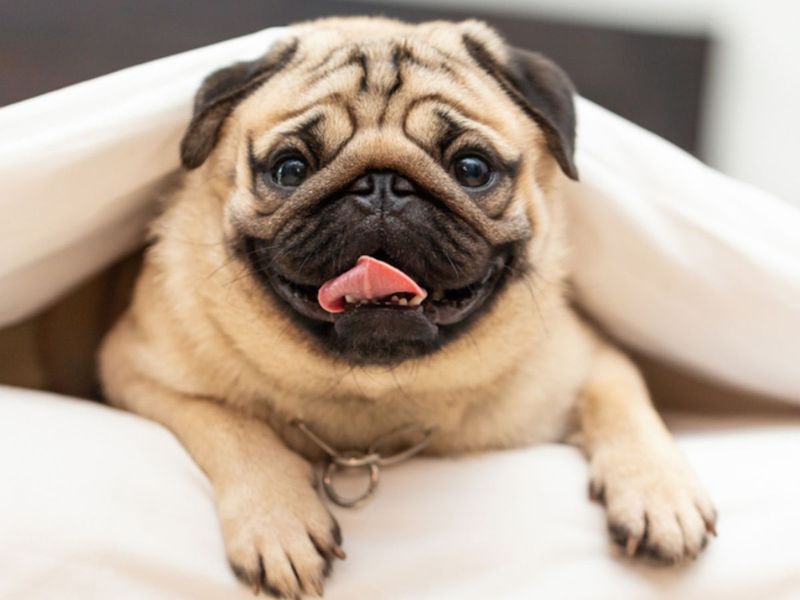 Pug