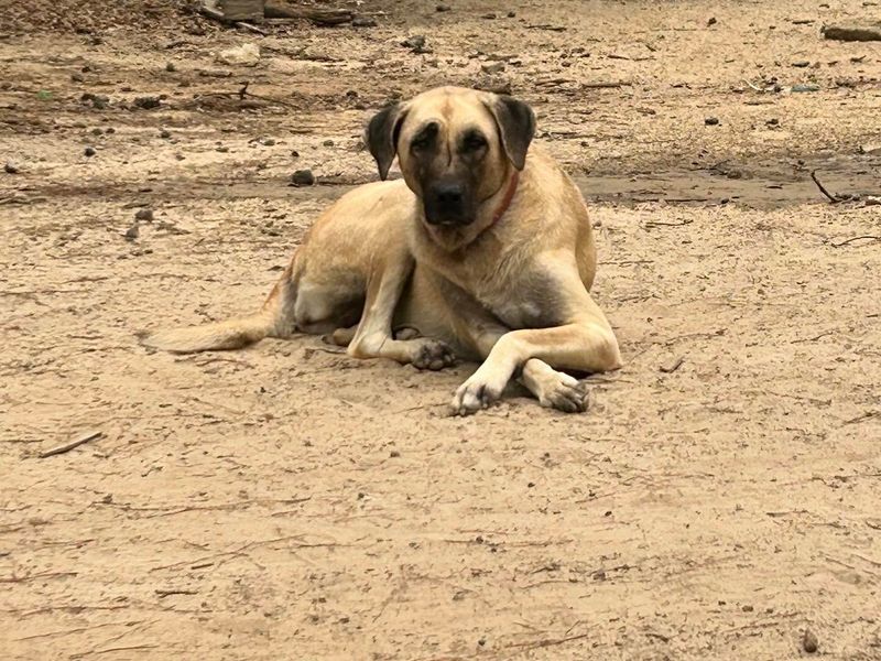 Anatolian Shepherd