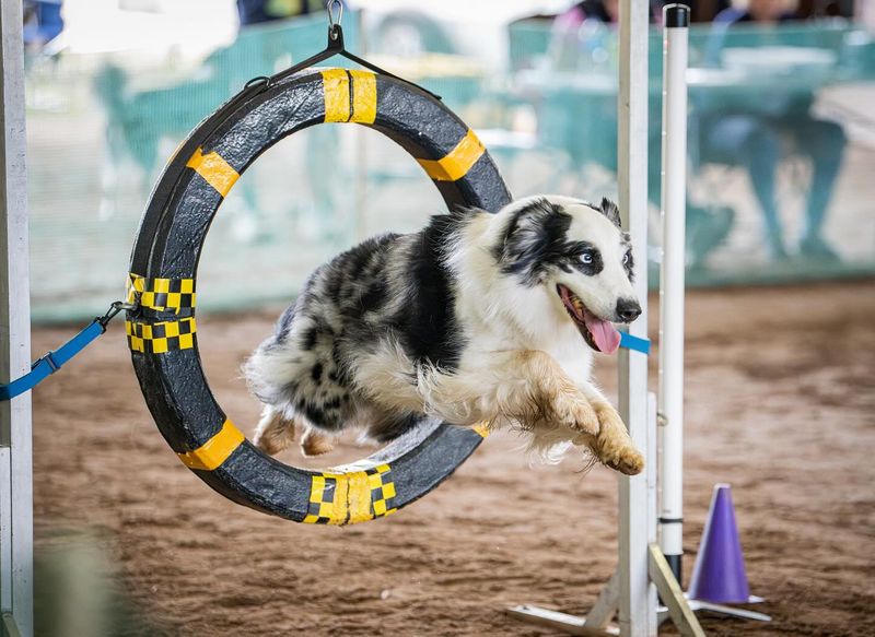 Australian Shepherd