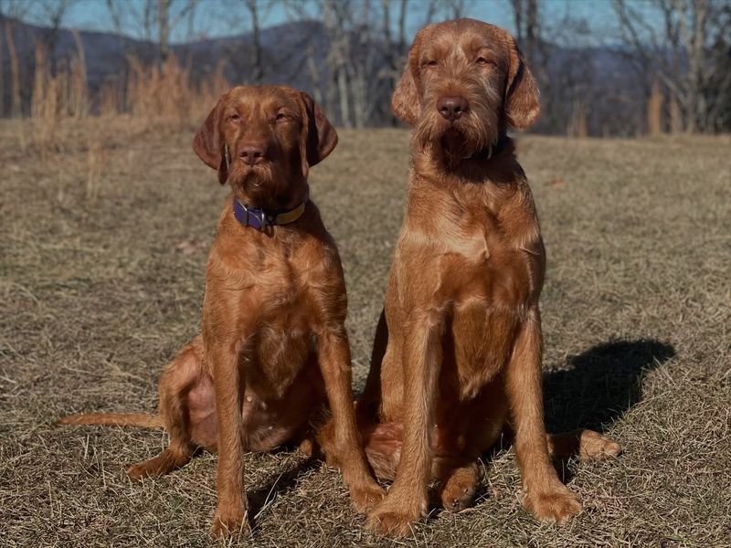 Vizsla