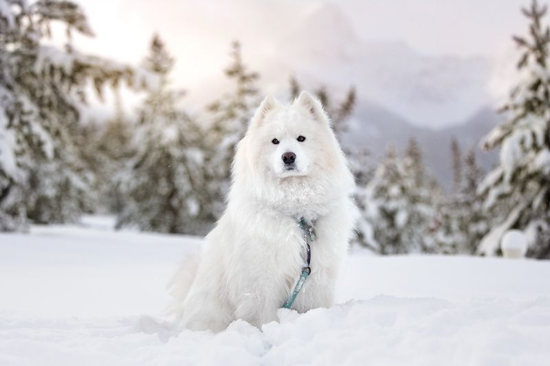 Samoyed