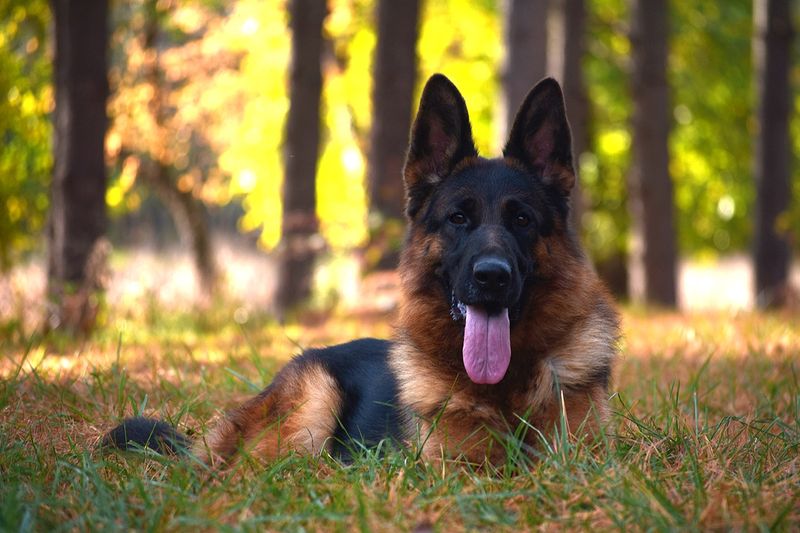 German Shepherd
