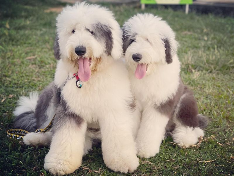 Old English Sheepdog