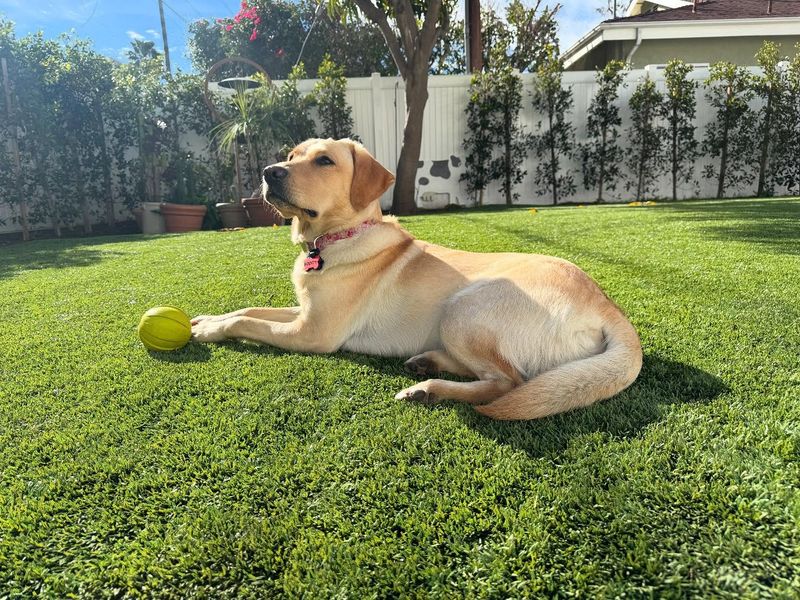 Labrador Retriever