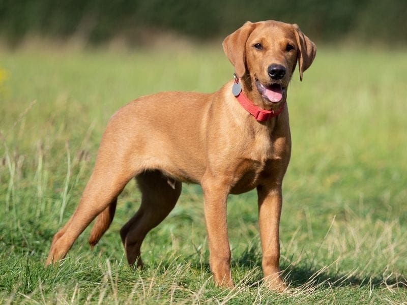 Labrador Retriever