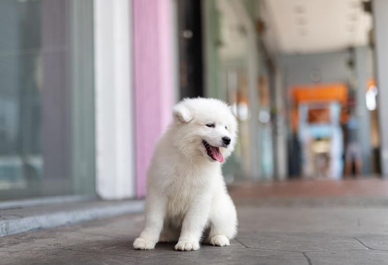 Samoyed