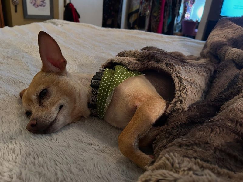 Chihuahua