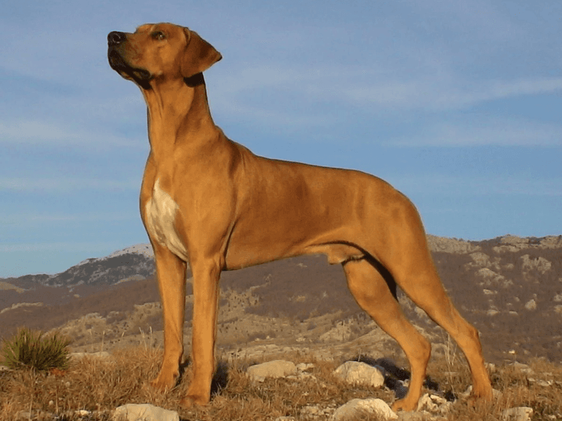 Rhodesian Ridgeback