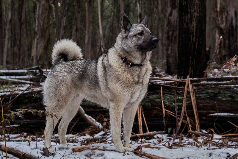 Norwegian Elkhound