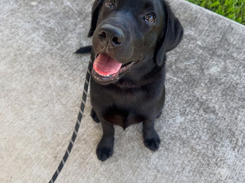 Labrador Retriever