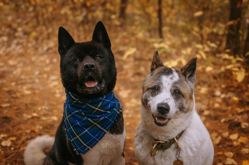 Akita