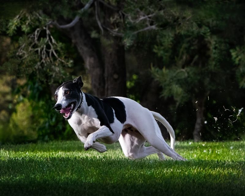 Whippet