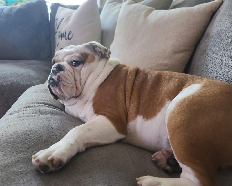 English Bulldog